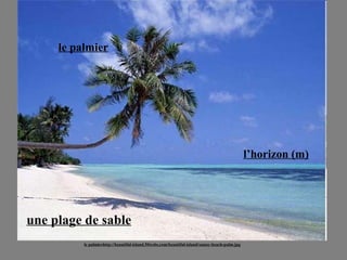 une plage de sable le palmierhttp://beautiful-island.50webs.com/beautiful-island/sunny-beach-palm.jpg le palmier l’horizon (m) 