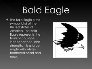 The Bald Eagle is the symbol bird of the United States of America. The Bald Eagle represents the traits of courage, independence, and strength. It is a large eagle with white-feathered head and neck. 