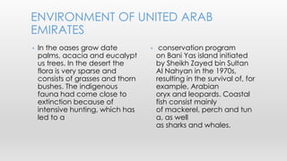 • conservation program
on Bani Yas island initiated
by Sheikh Zayed bin Sultan
Al Nahyan in the 1970s,
resulting in the survival of, for
example, Arabian
oryx and leopards. Coastal
fish consist mainly
of mackerel, perch and tun
a, as well
as sharks and whales.
• In the oases grow date
palms, acacia and eucalypt
us trees. In the desert the
flora is very sparse and
consists of grasses and thorn
bushes. The indigenous
fauna had come close to
extinction because of
intensive hunting, which has
led to a
ENVIRONMENT OF UNITED ARAB
EMIRATES
 