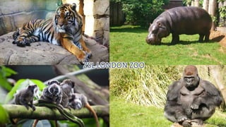 ZSL LONDON ZOO
 