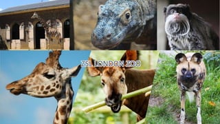 ZSL LONDON ZOO
 