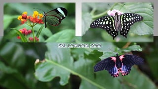 ZSL LONDON ZOO
 