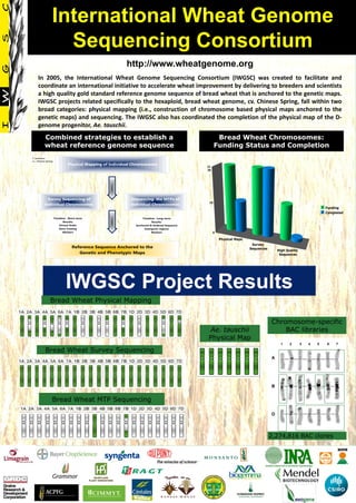 International Wheat Genome
       Sequencing Consortium
                                http://www.wheatgenome.org
In 2005, the International Wheat Genome Sequencing Consortium (IWGSC) was created to facilitate and
coordinate an international initiative to accelerate wheat improvement by delivering to breeders and scientists
a high quality gold standard reference genome sequence of bread wheat that is anchored to the genetic maps.
IWGSC projects related specifically to the hexaploid, bread wheat genome, cv. Chinese Spring, fall within two
broad categories: physical mapping (i.e., construction of chromosome based physical maps anchored to the
genetic maps) and sequencing. The IWGSC also has coordinated the completion of the physical map of the D-
genome progenitor, Ae. tauschii.
  Combined strategies to establish a                             Bread Wheat Chromosomes:
  wheat reference genome sequence                               Funding Status and Completion




          IWGSC Project Results
    Bread Wheat Physical Mapping


                                                                                     Chromosome-specific
                                                              Ae. tauschii               BAC libraries
                                                              Physical Map
  Bread Wheat Survey Sequencing




     Bread Wheat MTP Sequencing




                                                                                    2,274,816 BAC clones
 