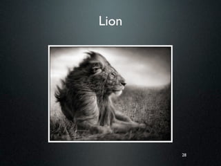 Lion




       28
 