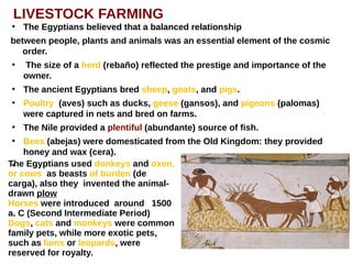 LIVESTOCK FARMING
●
The Egyptians believed that a balanced relationship
between people, plants and animals was an essential element of the cosmic
order.
●
The size of a herd (rebaño) reflected the prestige and importance of the
owner.
●
The ancient Egyptians bred sheep, goats, and pigs.
●
Poultry (aves) such as ducks, geese (gansos), and pigeons (palomas)
were captured in nets and bred on farms.
●
The Nile provided a plentiful (abundante) source of fish.
●
Bees (abejas) were domesticated from the Old Kingdom: they provided
honey and wax (cera).
●The Egyptians used donkeys and oxen,
or cows as beasts of burden (de
carga), also they invented the animal-
drawn plow
Horses were introduced around 1500
a. C (Second Intermediate Period)
Dogs, cats and monkeys were common
family pets, while more exotic pets,
such as lions or leopards, were
reserved for royalty.
 