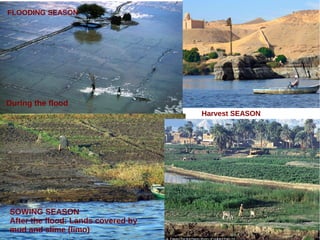 During the flood
Harvest SEASON
FLOODING SEASON
SOWING SEASON
After the flood: Lands covered by
mud and slime (limo)
 