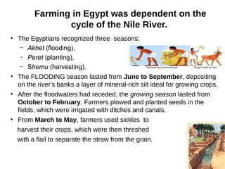 Farming in Egypt was dependent on the
cycle of the Nile River.
●
The Egyptians recognized three seasons:
– Akhet (flooding), 
– Peret (planting), 
– Shemu (harvesting). 
●
The FLOODING season lasted from June to September, depositing
on the river's banks a layer of mineral-rich silt ideal for growing crops.
●
After the floodwaters had receded, the growing season lasted from
October to February. Farmers plowed and planted seeds in the
fields, which were irrigated with ditches and canals.
●
From March to May, farmers used sickles to
harvest their crops, which were then threshed
with a flail to separate the straw from the grain.
 