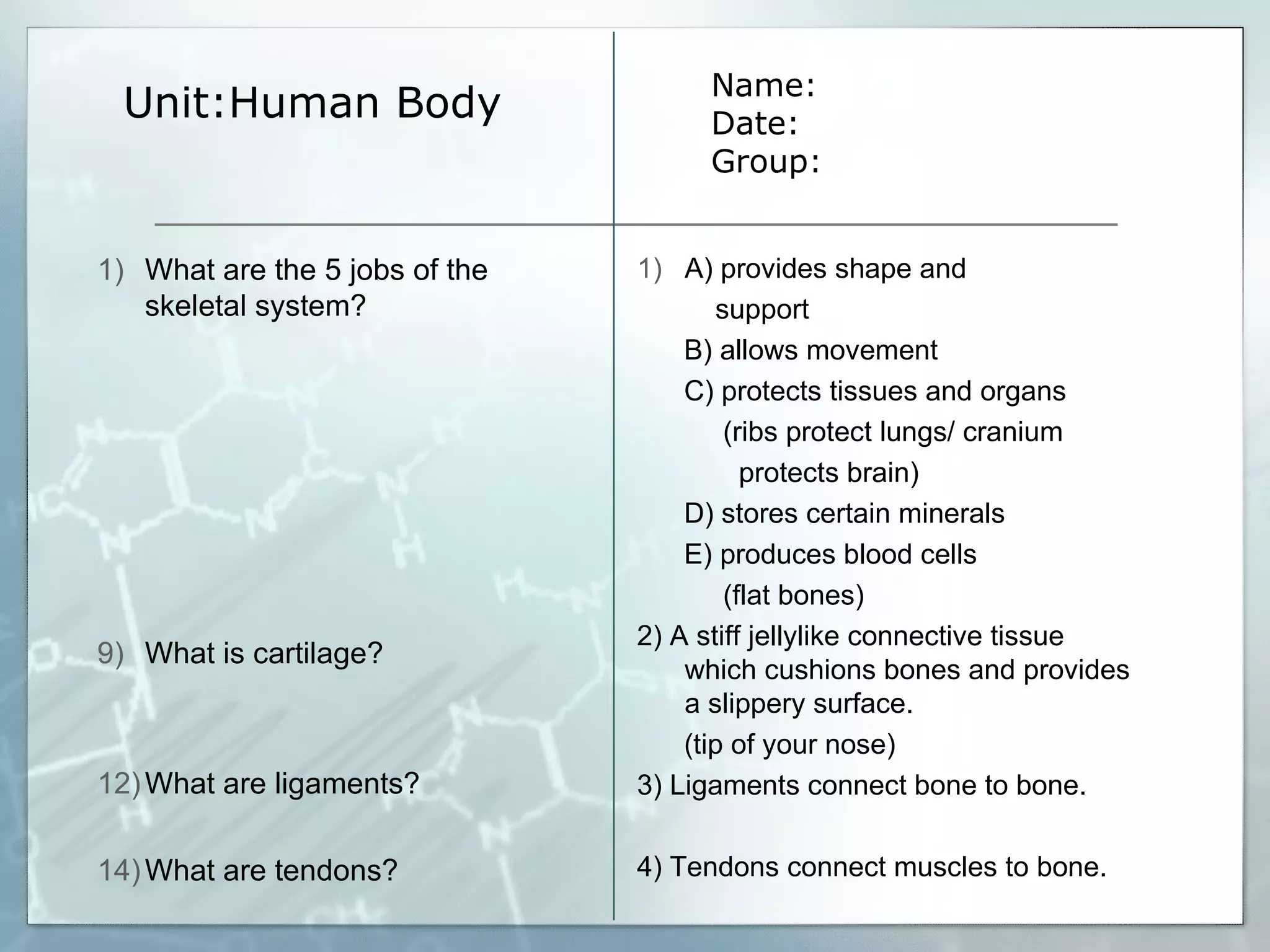 Unit:Human Body A) provides shape and support  B) allows movement  C) protects tissues and organs (ribs protect lungs/ cranium protects brain) D) stores certain minerals  E) produces blood cells (flat bones) 2) A stiff jellylike connective tissue which cushions bones and provides a slippery surface. (tip of your nose) 3) Ligaments connect bone to bone. 4) Tendons connect muscles to bone. Name: Date: Group: What are the 5 jobs of the skeletal system? What is cartilage? What are ligaments? What are tendons? 