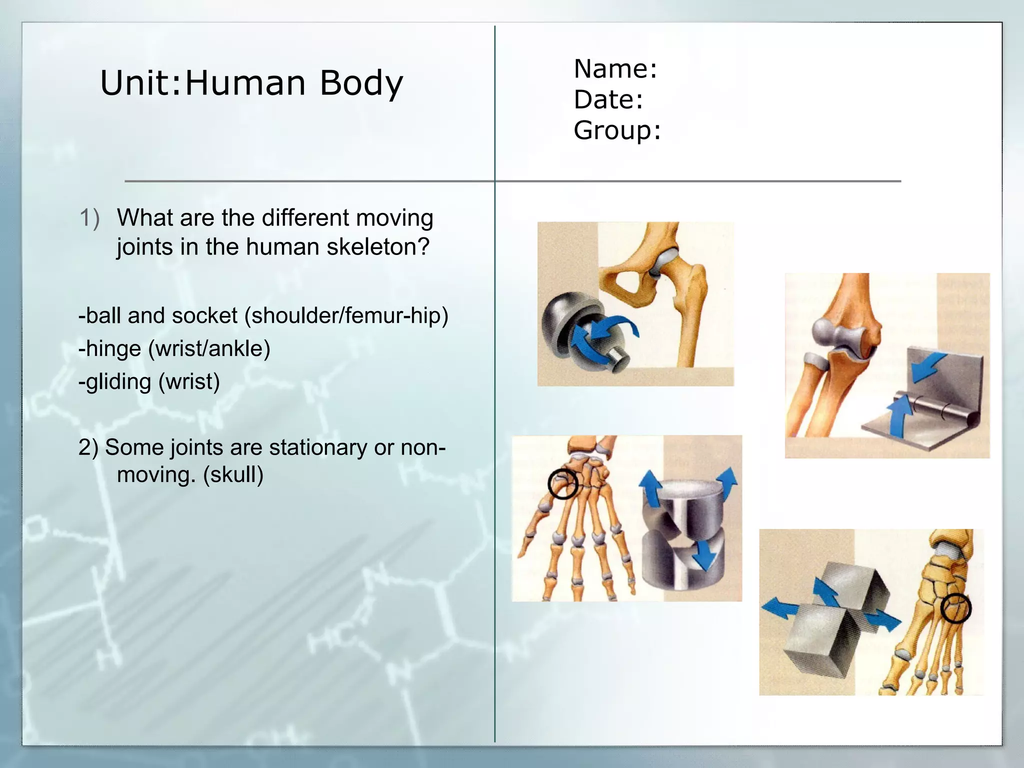 Unit:Human Body Name: Date: Group: What are the different moving joints in the human skeleton? -ball and socket (shoulder/femur-hip) -hinge (wrist/ankle) -gliding (wrist) 2) Some joints are stationary or non-moving. (skull) 