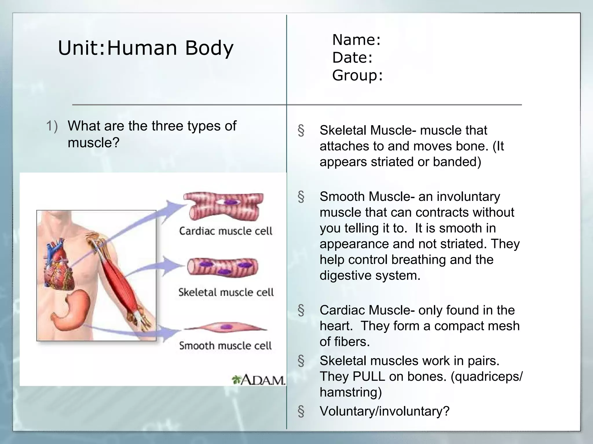 Unit:Human Body Name: Date: Group: What are the three types of muscle? Skeletal Muscle- muscle that attaches to and moves bone. (It appears striated or banded) Smooth Muscle- an involuntary muscle that can contracts without you telling it to.  It is smooth in appearance and not striated. They help control breathing and the digestive system. Cardiac Muscle- only found in the heart.  They form a compact mesh of fibers. Skeletal muscles work in pairs. They PULL on bones. (quadriceps/hamstring) Voluntary/involuntary? 