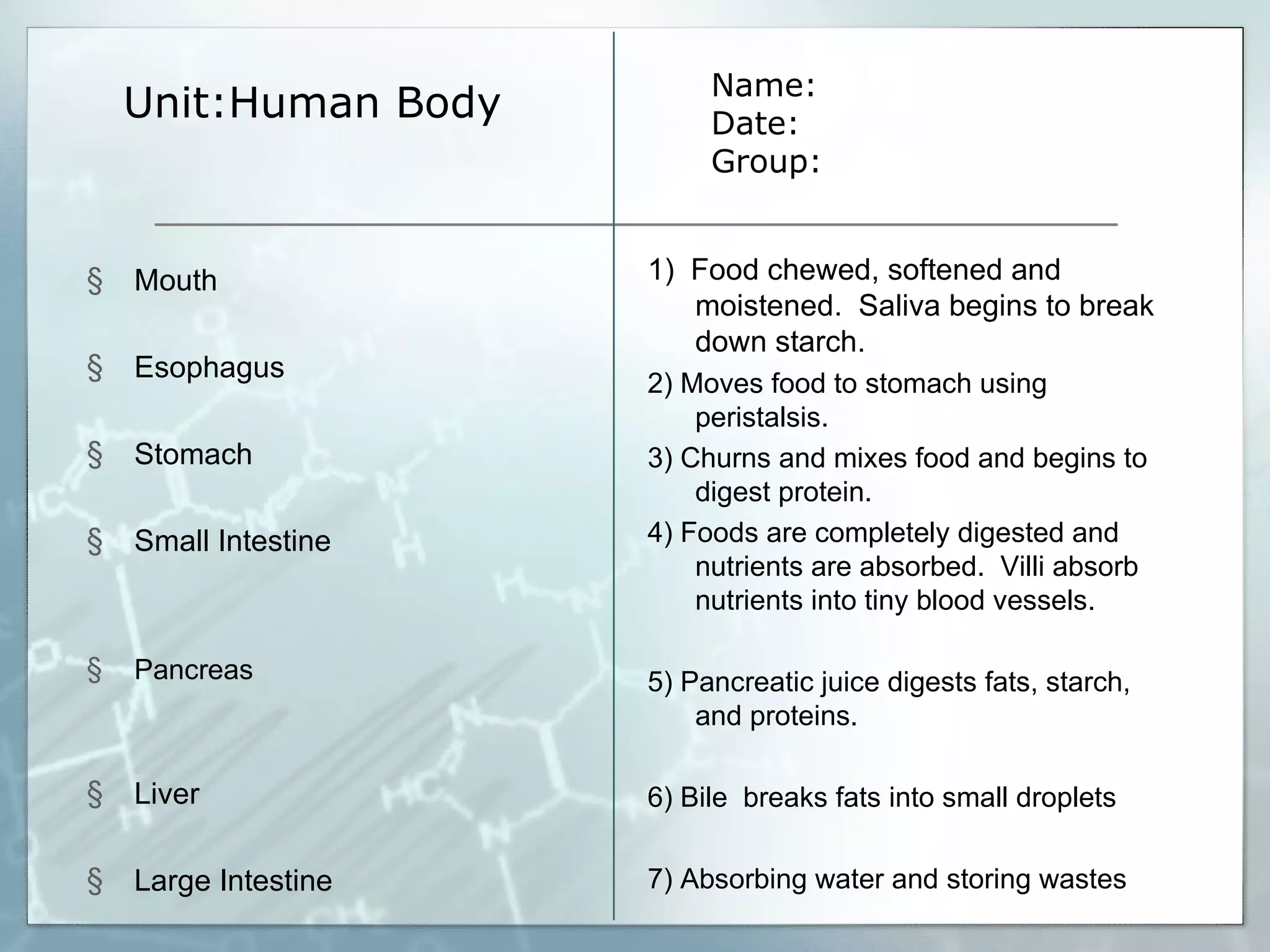 Unit:Human Body Name: Date: Group: 1)  Food chewed, softened and moistened.  Saliva begins to break down starch. 2) Moves food to stomach using peristalsis. 3) Churns and mixes food and begins to digest protein. 4) Foods are completely digested and nutrients are absorbed.  Villi absorb nutrients into tiny blood vessels. 5) Pancreatic juice digests fats, starch, and proteins.  6) Bile  breaks fats into small droplets 7) Absorbing water and storing wastes Mouth Esophagus Stomach Small Intestine Pancreas Liver Large Intestine 