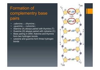 Formation of
complementry base
pairs
•  [adenine] = [thymine]
•  [guanine] = [cytosine]
•  Adenine (A) always paired with thymine (T)
•  Guanine (G) always paired with cytosine (C)
•  Base pairing in DNA: Adenine and thymine
form two hydrogen bonds;
•  cytosine and guanine form three hydrogen
bonds
 