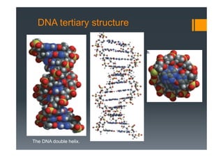 DNA tertiary structure
The DNA double helix.
 