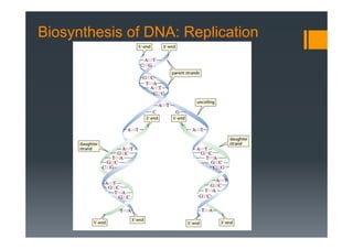 Biosynthesis of DNA: Replication
 