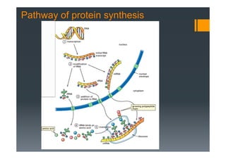 Pathway of protein synthesis
 