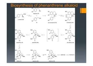 Biosynthesis of phenanthrene alkaloid
 