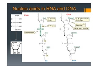 Nucleic acids in RNA and DNA
RNA DNA
 