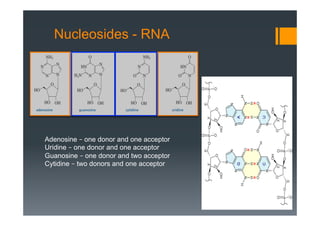 Nucleosides - RNA
Adenosine – one donor and one acceptor
Uridine – one donor and one acceptor
Guanosine – one donor and two acceptor
Cytidine – two donors and one acceptor
 
