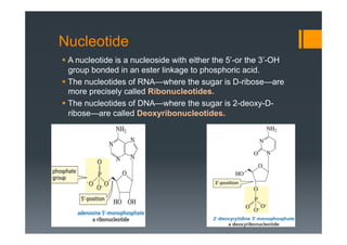Nucleotide
§ A nucleotide is a nucleoside with either the 5’-or the 3’-OH
group bonded in an ester linkage to phosphoric acid.
§ The nucleotides of RNA—where the sugar is D-ribose—are
more precisely called Ribonucleotides.
§ The nucleotides of DNA—where the sugar is 2-deoxy-D-
ribose—are called Deoxyribonucleotides.
 