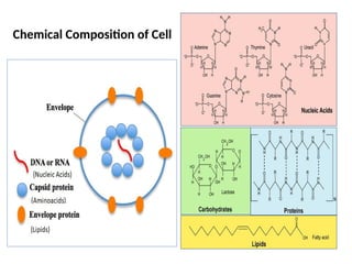 Comprehensive Overview of Cell Structure, Biomolecules, and Metabolism ...