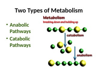 Comprehensive Overview of Cell Structure, Biomolecules, and Metabolism ...