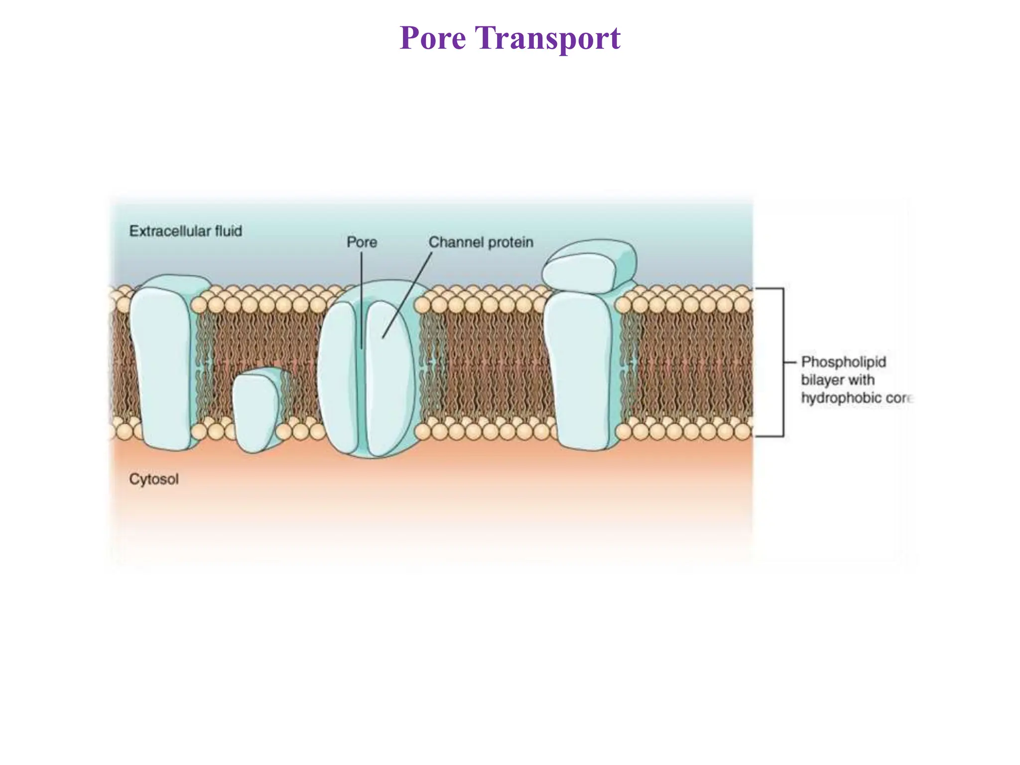 Pore Transport
 
