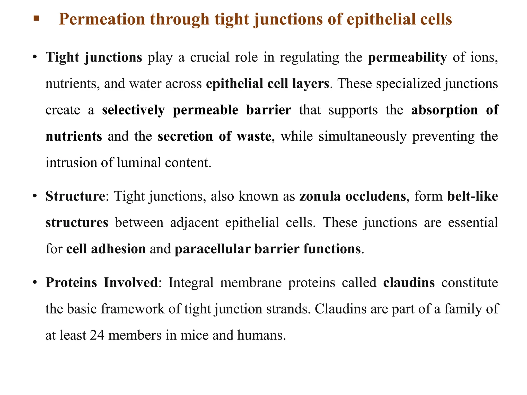  Permeation through tight junctions of epithelial cells
• Tight junctions play a crucial role in regulating the permeability of ions,
nutrients, and water across epithelial cell layers. These specialized junctions
create a selectively permeable barrier that supports the absorption of
nutrients and the secretion of waste, while simultaneously preventing the
intrusion of luminal content.
• Structure: Tight junctions, also known as zonula occludens, form belt-like
structures between adjacent epithelial cells. These junctions are essential
for cell adhesion and paracellular barrier functions.
• Proteins Involved: Integral membrane proteins called claudins constitute
the basic framework of tight junction strands. Claudins are part of a family of
at least 24 members in mice and humans.
 