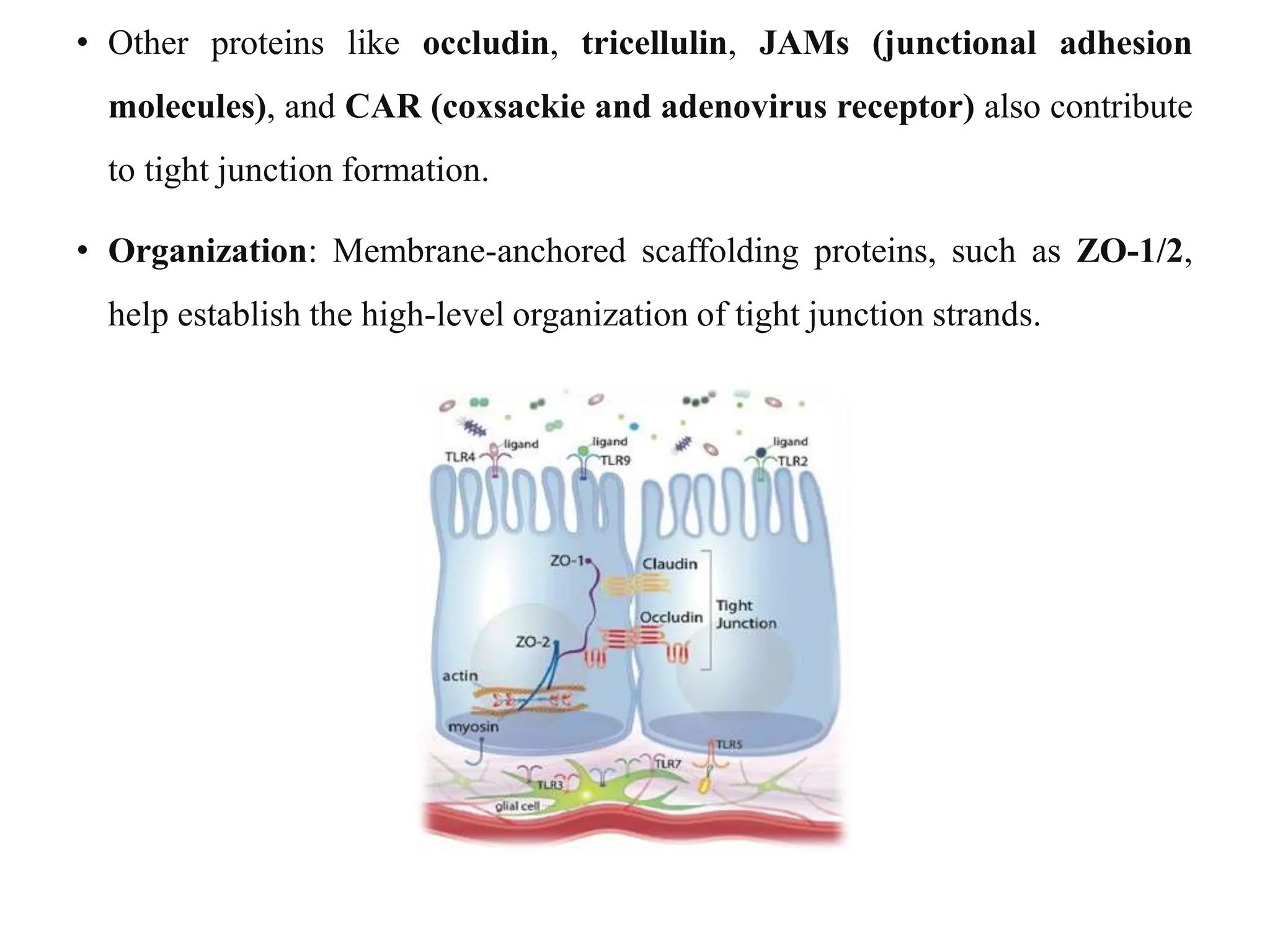 • Other proteins like occludin, tricellulin, JAMs (junctional adhesion
molecules), and CAR (coxsackie and adenovirus receptor) also contribute
to tight junction formation.
• Organization: Membrane-anchored scaffolding proteins, such as ZO-1/2,
help establish the high-level organization of tight junction strands.
 