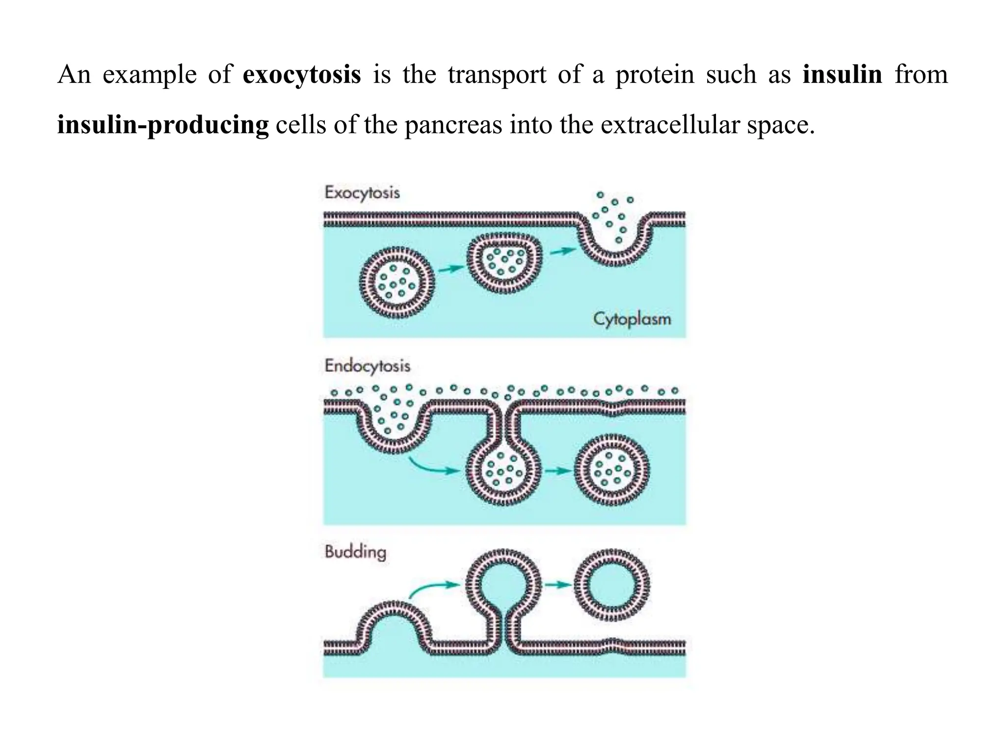 An example of exocytosis is the transport of a protein such as insulin from
insulin-producing cells of the pancreas into the extracellular space.
 