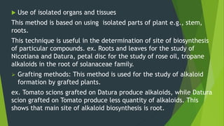  Use of isolated organs and tissues
This method is based on using isolated parts of plant e.g., stem,
roots.
This technique is useful in the determination of site of biosynthesis
of particular compounds. ex. Roots and leaves for the study of
Nicotiana and Datura, petal disc for the study of rose oil, tropane
alkaloids in the root of solanaceae family.
 Grafting methods: This method is used for the study of alkaloid
formation by grafted plants.
ex. Tomato scions grafted on Datura produce alkaloids, while Datura
scion grafted on Tomato produce less quantity of alkaloids. This
shows that main site of alkaloid biosynthesis is root.
 