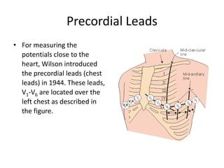 Precordial Leads
• For measuring the
  potentials close to the
  heart, Wilson introduced
  the precordial leads (chest
  leads) in 1944. These leads,
  V1-V6 are located over the
  left chest as described in
  the figure.
 