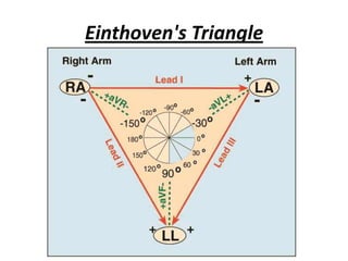 Einthoven's Triangle
 