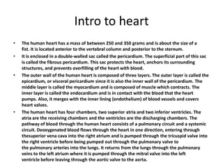 Intro to heart
•   The human heart has a mass of between 250 and 350 grams and is about the size of a
    fist. It is located anterior to the vertebral column and posterior to the sternum.
•   It is enclosed in a double-walled sac called the pericardium. The superficial part of this sac
    is called the fibrous pericardium. This sac protects the heart, anchors its surrounding
    structures, and prevents overfilling of the heart with blood.
•   The outer wall of the human heart is composed of three layers. The outer layer is called the
    epicardium, or visceral pericardium since it is also the inner wall of the pericardium. The
    middle layer is called the myocardium and is composed of muscle which contracts. The
    inner layer is called the endocardium and is in contact with the blood that the heart
    pumps. Also, it merges with the inner lining (endothelium) of blood vessels and covers
    heart valves.
•   The human heart has four chambers, two superior atria and two inferior ventricles. The
    atria are the receiving chambers and the ventricles are the discharging chambers. The
    pathway of blood through the human heart consists of a pulmonary circuit and a systemic
    circuit. Deoxygenated blood flows through the heart in one direction, entering through
    thesuperior vena cava into the right atrium and is pumped through the tricuspid valve into
    the right ventricle before being pumped out through the pulmonary valve to
    the pulmonary arteries into the lungs. It returns from the lungs through the pulmonary
    veins to the left atrium where it is pumped through the mitral valve into the left
    ventricle before leaving through the aortic valve to the aorta.
 