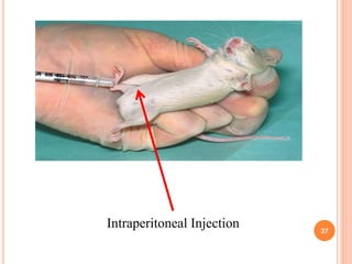Mouse Intraperitoneal Injection UNIT – I General Pharmacology.pptx