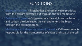 FUNCTIONS
• Excretory function – Metabolites and other waste products
from the cell are excreted out through the cell membrane
• Exchange of gases – Oxygen enters the cell from the blood
and carbon dioxide leaves the cell and enters the blood
through the cell membrane.
• Maintenance of shape and size of the cell – Cell membrane is
responsible for the maintenance of shape and size of the cell
 