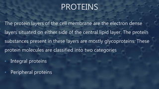 PROTEINS
The protein layers of the cell membrane are the electron dense
layers situated on either side of the central lipid layer. The protein
substances present in these layers are mostly glycoproteins. These
protein molecules are classified into two categories
• Integral proteins
• Peripheral proteins
 