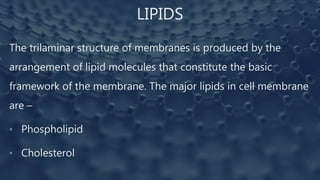 LIPIDS
The trilaminar structure of membranes is produced by the
arrangement of lipid molecules that constitute the basic
framework of the membrane. The major lipids in cell membrane
are –
• Phospholipid
• Cholesterol
 