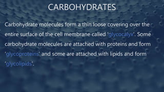 CARBOHYDRATES
Carbohydrate molecules form a thin loose covering over the
entire surface of the cell membrane called ‘glycocalyx’. Some
carbohydrate molecules are attached with proteins and form
‘glycoproteins’ and some are attached with lipids and form
‘glycolipids’.
 