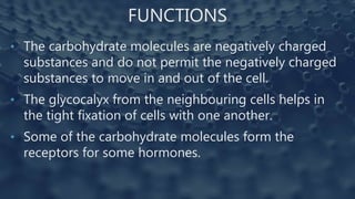 FUNCTIONS
• The carbohydrate molecules are negatively charged
substances and do not permit the negatively charged
substances to move in and out of the cell.
• The glycocalyx from the neighbouring cells helps in
the tight fixation of cells with one another.
• Some of the carbohydrate molecules form the
receptors for some hormones.
 