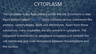 CYTOPLASM
The cytoplasm is the fluid present inside the cell. It contains a clear
liquid portion called ‘cytosol’ which contains various substances like
proteins, carbohydrates, lipids and electrolytes. Apart from these
substances, many organelles are also present in cytoplasm. The
cytoplasm is distributed as peripheral ectoplasm just beneath the
cell membrane and inner endoplasm between the ectoplasm and
the nucleus.
 