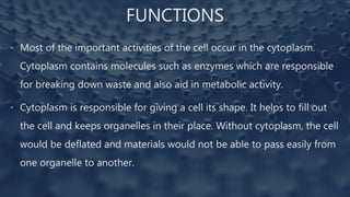 FUNCTIONS
• Most of the important activities of the cell occur in the cytoplasm.
Cytoplasm contains molecules such as enzymes which are responsible
for breaking down waste and also aid in metabolic activity.
• Cytoplasm is responsible for giving a cell its shape. It helps to fill out
the cell and keeps organelles in their place. Without cytoplasm, the cell
would be deflated and materials would not be able to pass easily from
one organelle to another.
 