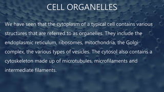 CELL ORGANELLES
We have seen that the cytoplasm of a typical cell contains various
structures that are referred to as organelles. They include the
endoplasmic reticulum, ribosomes, mitochondria, the Golgi
complex, the various types of vesicles. The cytosol also contains a
cytoskeleton made up of microtubules, microfilaments and
intermediate filaments.
 