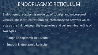 ENDOPLASMIC RETICULUM
Endoplasmic reticulum is made up of tubules and microsomal
vesicles. These structures form an interconnected network which
acts as the link between the organelles and cell membrane. It is of
two types
• Rough Endoplasmic Reticulum
• Smooth Endoplasmic Reticulum
 