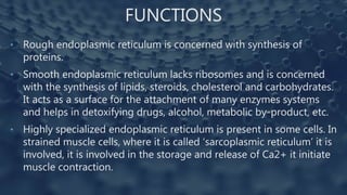 FUNCTIONS
• Rough endoplasmic reticulum is concerned with synthesis of
proteins.
• Smooth endoplasmic reticulum lacks ribosomes and is concerned
with the synthesis of lipids, steroids, cholesterol and carbohydrates.
It acts as a surface for the attachment of many enzymes systems
and helps in detoxifying drugs, alcohol, metabolic by-product, etc.
• Highly specialized endoplasmic reticulum is present in some cells. In
strained muscle cells, where it is called ‘sarcoplasmic reticulum’ it is
involved, it is involved in the storage and release of Ca2+ it initiate
muscle contraction.
 