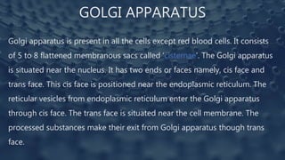 GOLGI APPARATUS
Golgi apparatus is present in all the cells except red blood cells. It consists
of 5 to 8 flattened membranous sacs called ‘cisternae’. The Golgi apparatus
is situated near the nucleus. It has two ends or faces namely, cis face and
trans face. This cis face is positioned near the endoplasmic reticulum. The
reticular vesicles from endoplasmic reticulum enter the Golgi apparatus
through cis face. The trans face is situated near the cell membrane. The
processed substances make their exit from Golgi apparatus though trans
face.
 