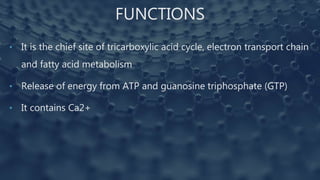 FUNCTIONS
• It is the chief site of tricarboxylic acid cycle, electron transport chain
and fatty acid metabolism
• Release of energy from ATP and guanosine triphosphate (GTP)
• It contains Ca2+
 