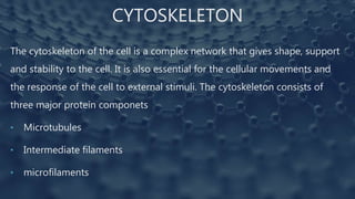 CYTOSKELETON
The cytoskeleton of the cell is a complex network that gives shape, support
and stability to the cell. It is also essential for the cellular movements and
the response of the cell to external stimuli. The cytoskeleton consists of
three major protein componets
• Microtubules
• Intermediate filaments
• microfilaments
 