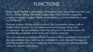 FUNCTIONS
• As the name implies, a cytoskeleton is the frame that gives shape to a cell. Just
like in a human being, the skeleton also helps hold all of the organelles
(organs, in people) in place. Finally, it also assists in moving materials in and
out of the cell.
• Through a series of intercellular proteins, the cytoskeleton gives a cell its
shape, offers support, and facilitates movement through three main
components. The cytoskeleton helps the cell move in its environment and
controls the movement of all of the cell's interior workings.
• The microtubules have three different functions which contribute to the job of
the cytoskeleton. They make up the centrioles in a cell, they are the base of
both the flagella and cilia of a cell, and they function as the pathway that the
transport vesicles move along.
 