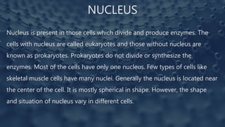 NUCLEUS
Nucleus is present in those cells which divide and produce enzymes. The
cells with nucleus are called eukaryotes and those without nucleus are
known as prokaryotes. Prokaryotes do not divide or synthesize the
enzymes. Most of the cells have only one nucleus. Few types of cells like
skeletal muscle cells have many nuclei. Generally the nucleus is located near
the center of the cell. It is mostly spherical in shape. However, the shape
and situation of nucleus vary in different cells.
 