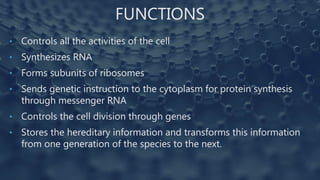 FUNCTIONS
• Controls all the activities of the cell
• Synthesizes RNA
• Forms subunits of ribosomes
• Sends genetic instruction to the cytoplasm for protein synthesis
through messenger RNA
• Controls the cell division through genes
• Stores the hereditary information and transforms this information
from one generation of the species to the next.
 